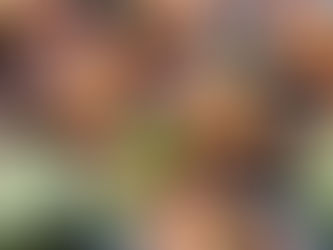 GRILLED CHILI LIME SHRIMP