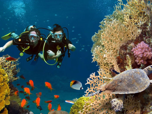 BRINGING ATTENTION TO CORAL RESTORATION