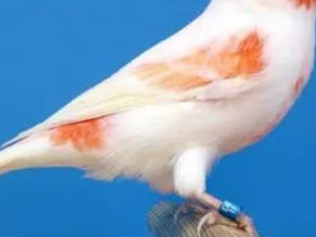 PÁJAROS
