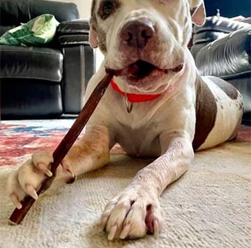 Volunteer Opportunities with Pixel