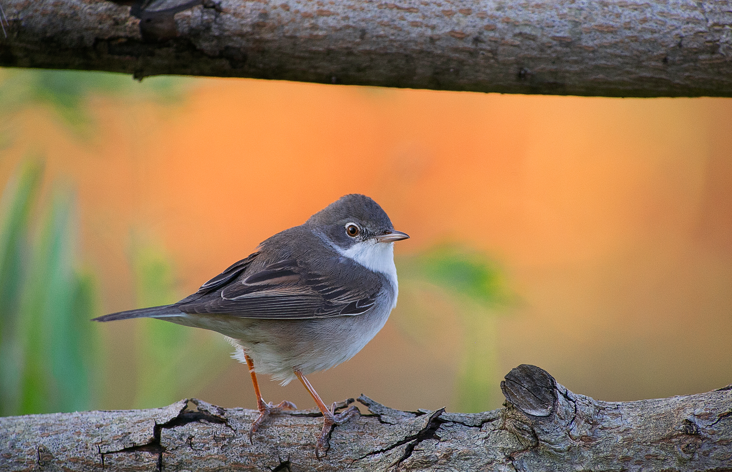 AVIFAUNA