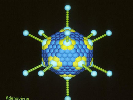 Adenovirus image by Dr. Richard Feldmann at the National Cancer Institute