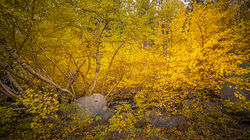 Rock Creek Fall Color4