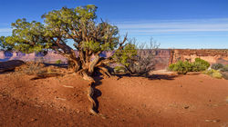 Tree4, Canyonlands Nat'l Park