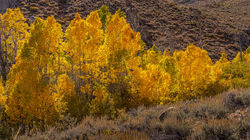 Lee Vining Fall Color2