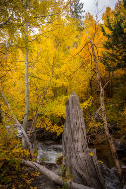 Rock Creek Fall Color20