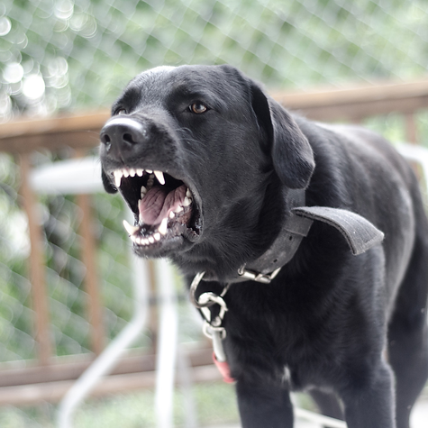 Pet Life Pix (37).png