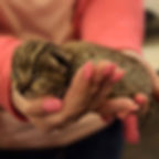 LS kitten 01.jpg