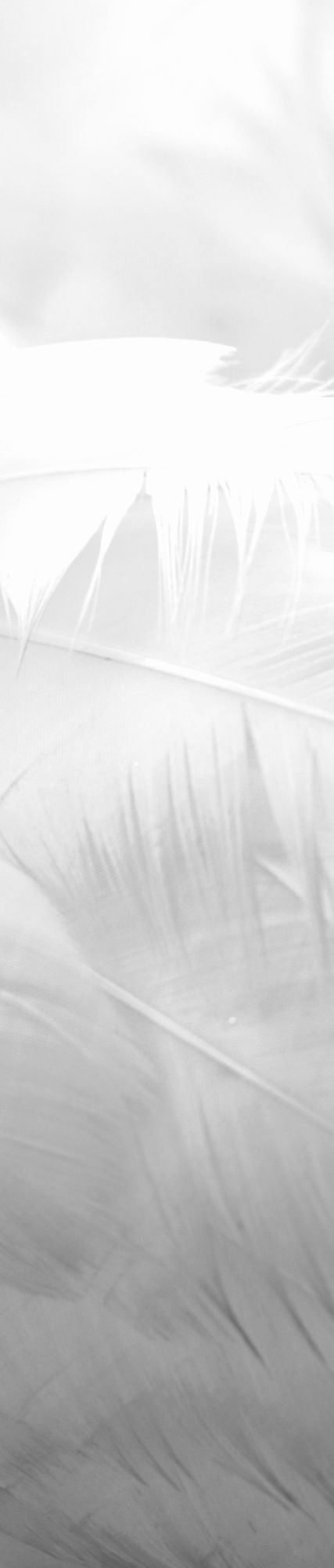 person taking photo of white feather_edi