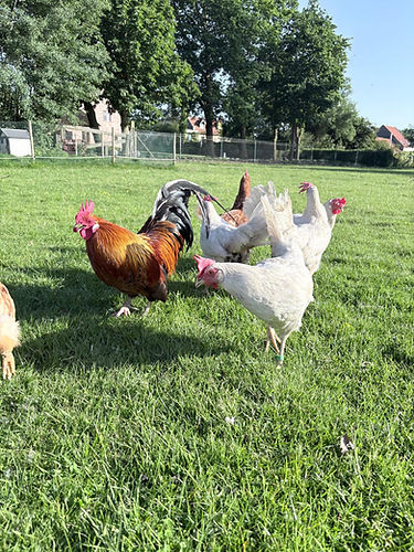 WhatsApp Image 2026-05-25 at 21.44.56.jpeg