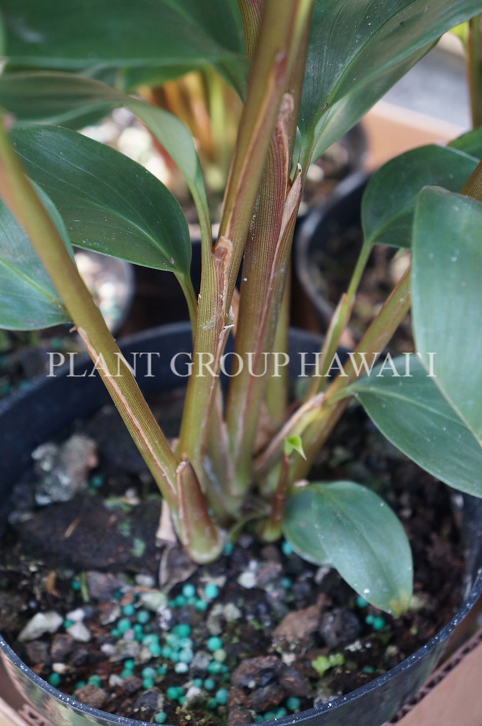 Miniatura: Burbidgea scheizocheila 'Golden Brush'
