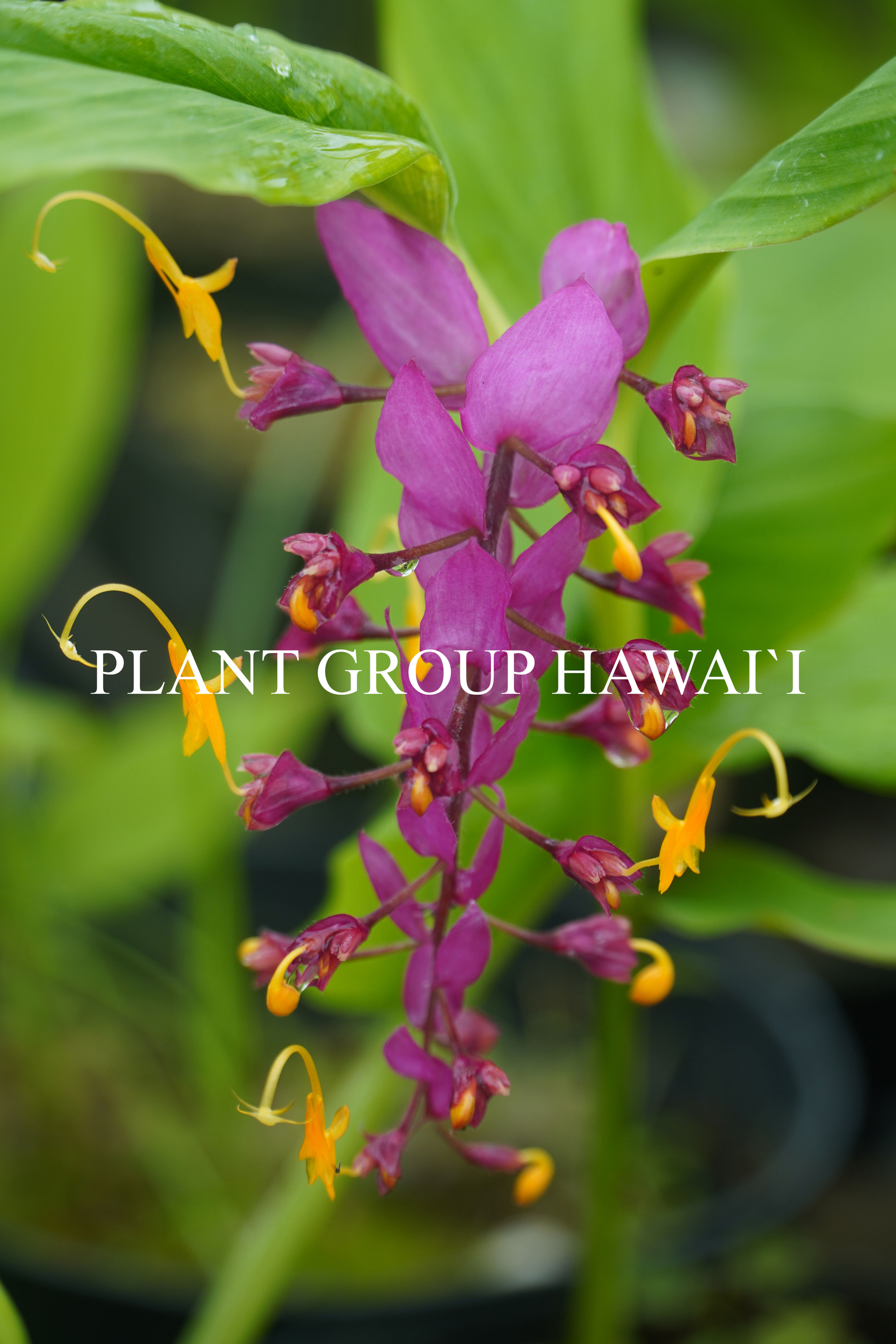 Globba hyb. 'VT-05 Long Pink'