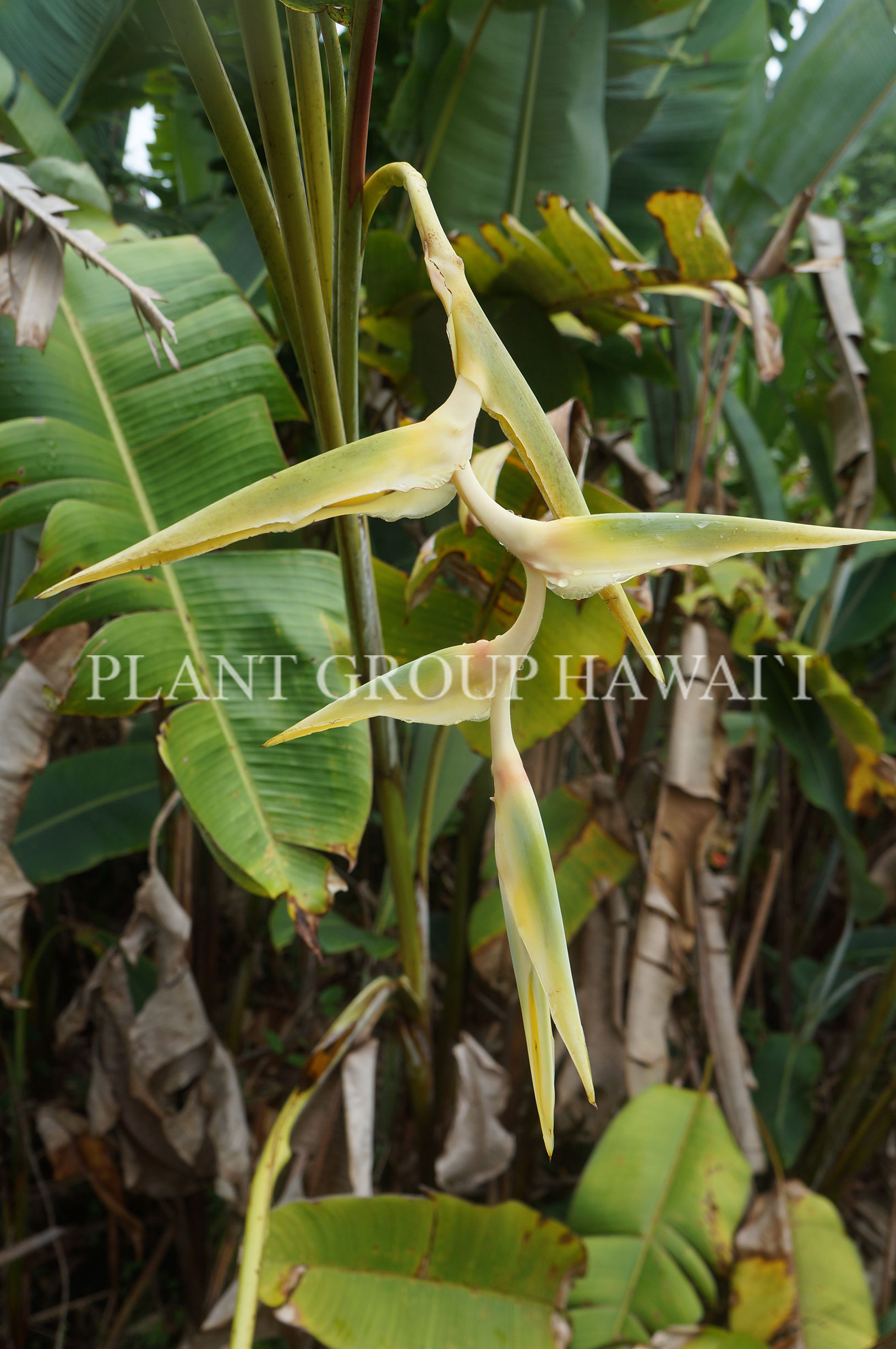 Heliconia griggsiana 'Blue Moon'