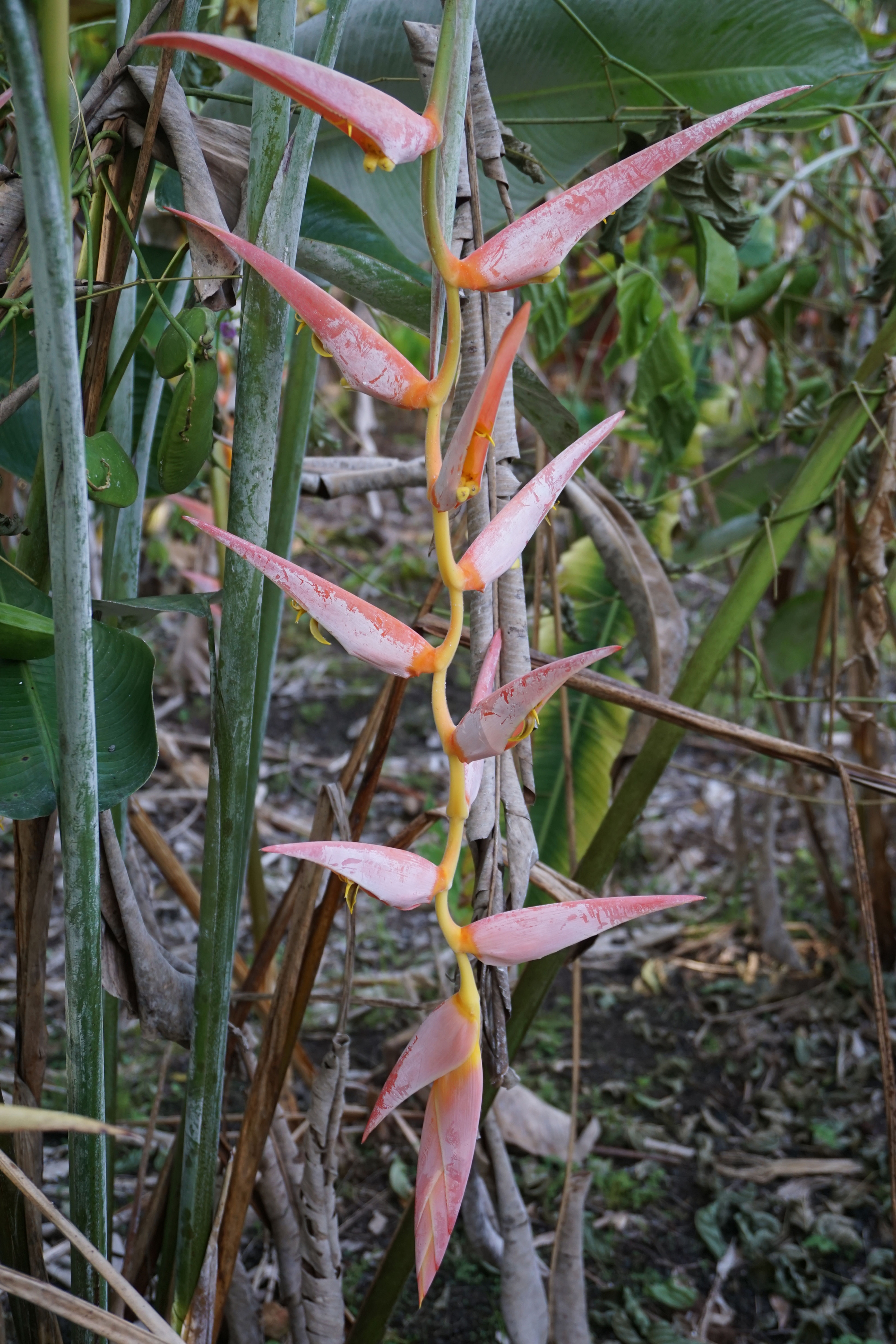 Heliconia penduloides 'Perfect Darling'