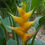 Thumbnail: Heliconia caribaea 'Yellow'