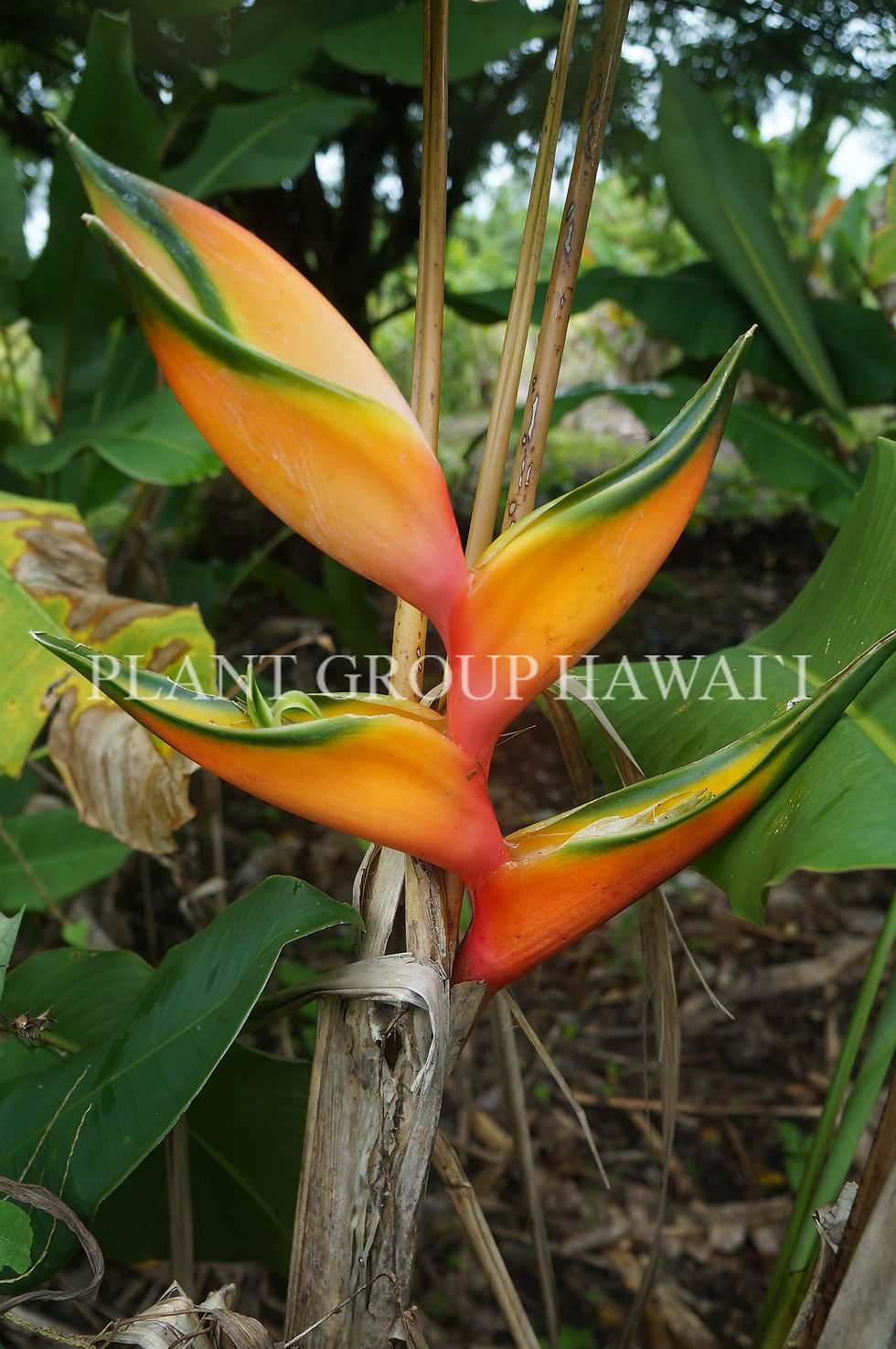 Heliconia bihai ‘Peachy Pink’ | plantgrouphawaii01