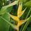 Thumbnail: Heliconia caribaea x bihai 'Mellow Yellow'