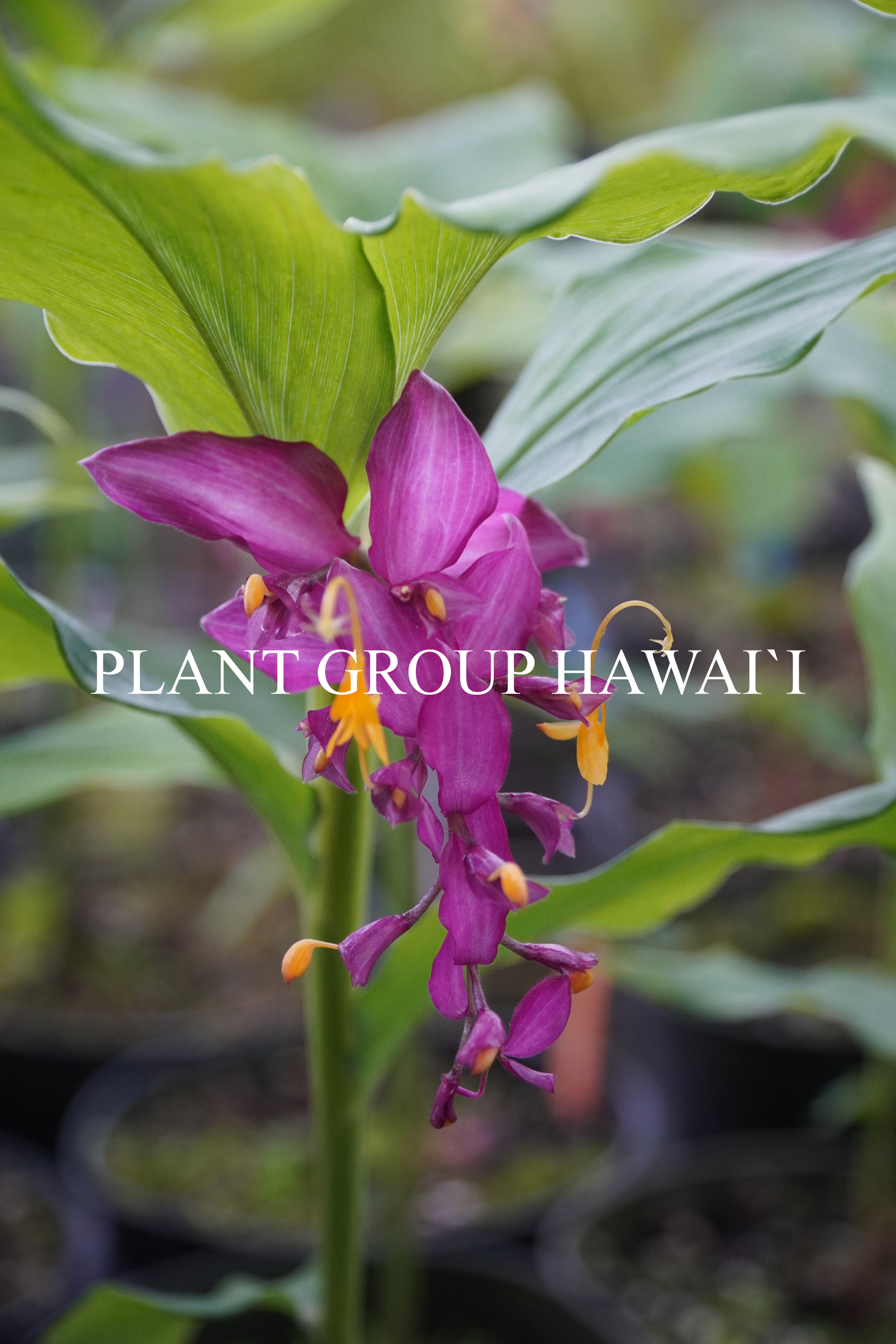 Globba hyb. 'Choladda'