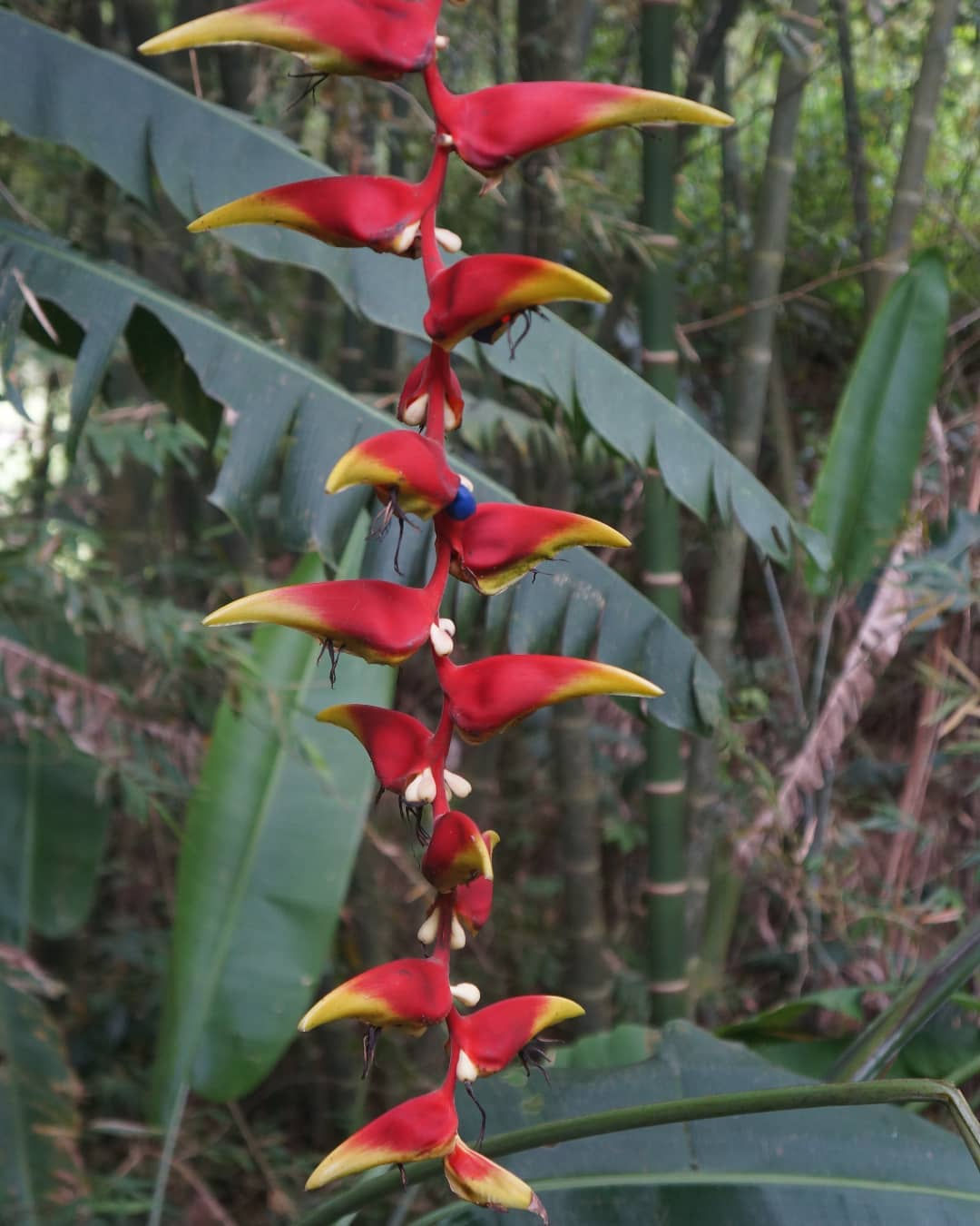 Heliconia platystachys 'Sexy Orange'