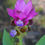 Miniatura: Curcuma hybrid 'Siam Shadow'