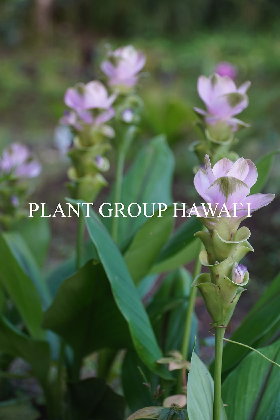 Thumbnail: Curcuma hybrid 'Emerald Blush'