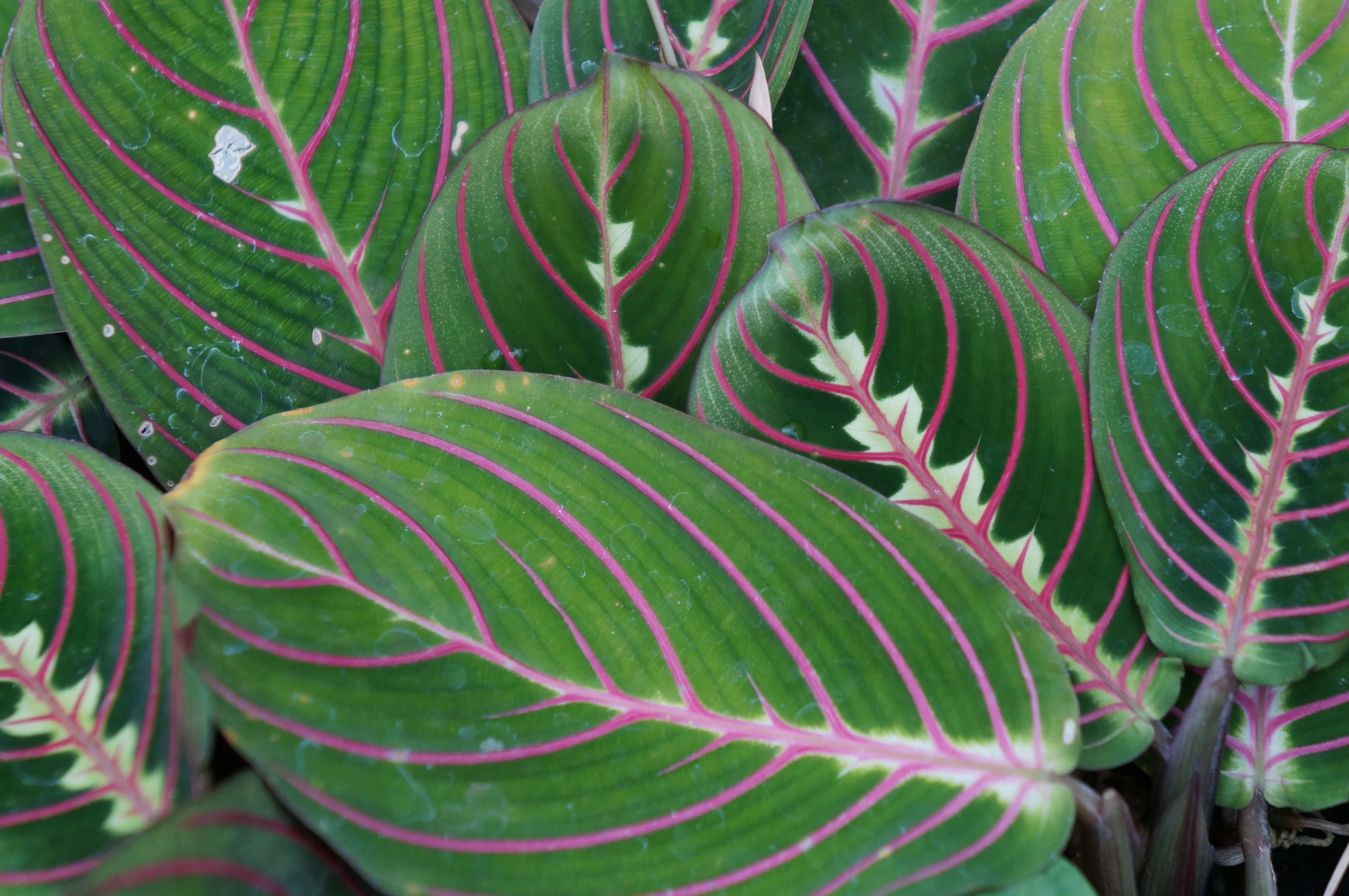 Maranta leuconeura var. erythroneura 'Prayer Plant'