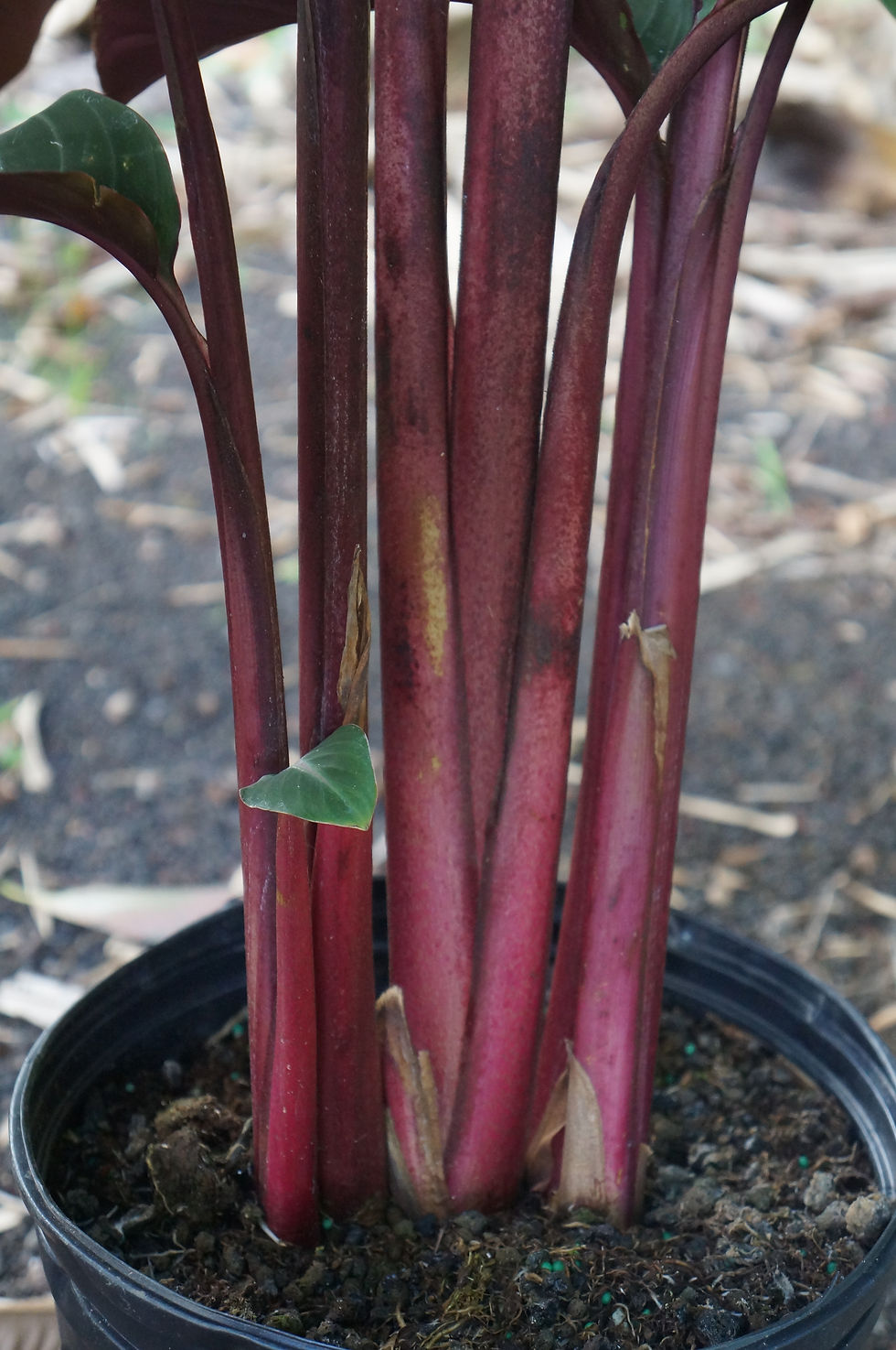 Miniatura: Heliconia gloriosa 'Satin Glory'