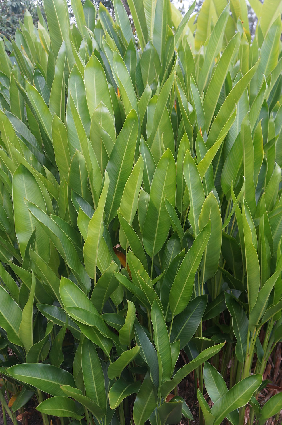 Miniatura: Heliconia psittacorum hyb. 'Nickeriensis'