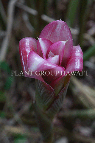 Miniatura: Etlingera venusta ‘Malay Rose’
