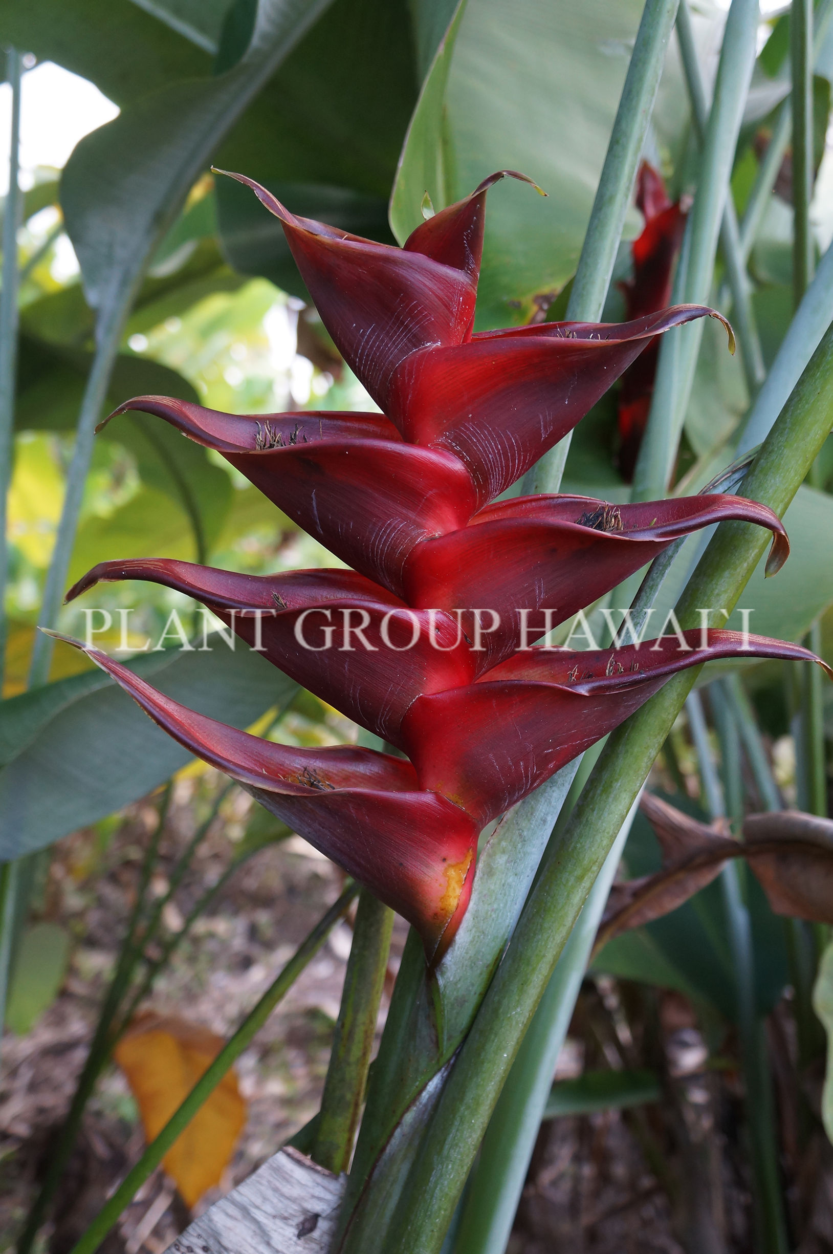 Heliconia caribaea x bihai 'Prince of Darkness'