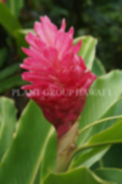 Alpinia purpurata ‘Kimi Ginger’