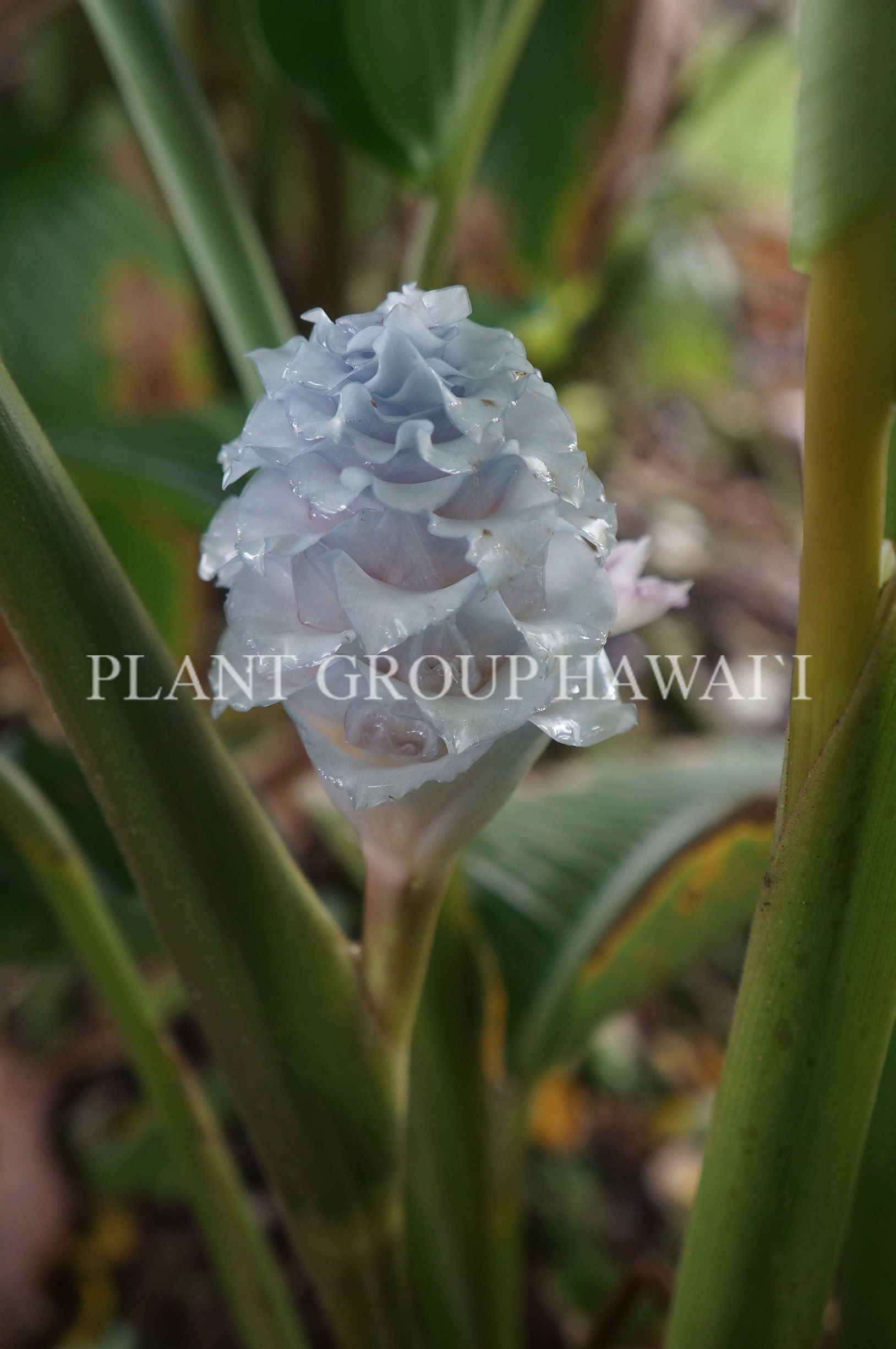 Calathea burle-marxii 'Blue Ice'