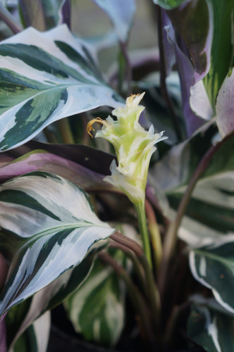 Goeppertia albertii 'White Tiger' | plantgrouphawaii01