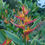 Thumbnail: Heliconia psittacorum hybrid 'Oad’s Flame'