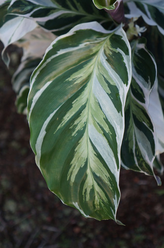 dracaena tree indoor Dracaena Warneckii  Adplants