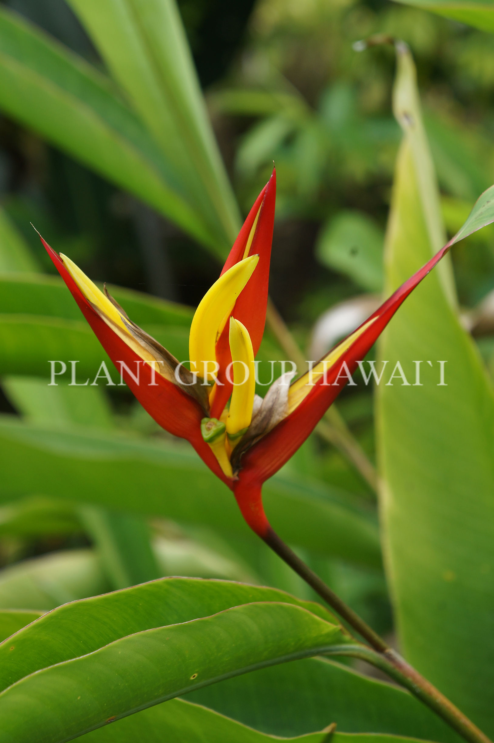 Heliconia accuminata 'Super Cheri'