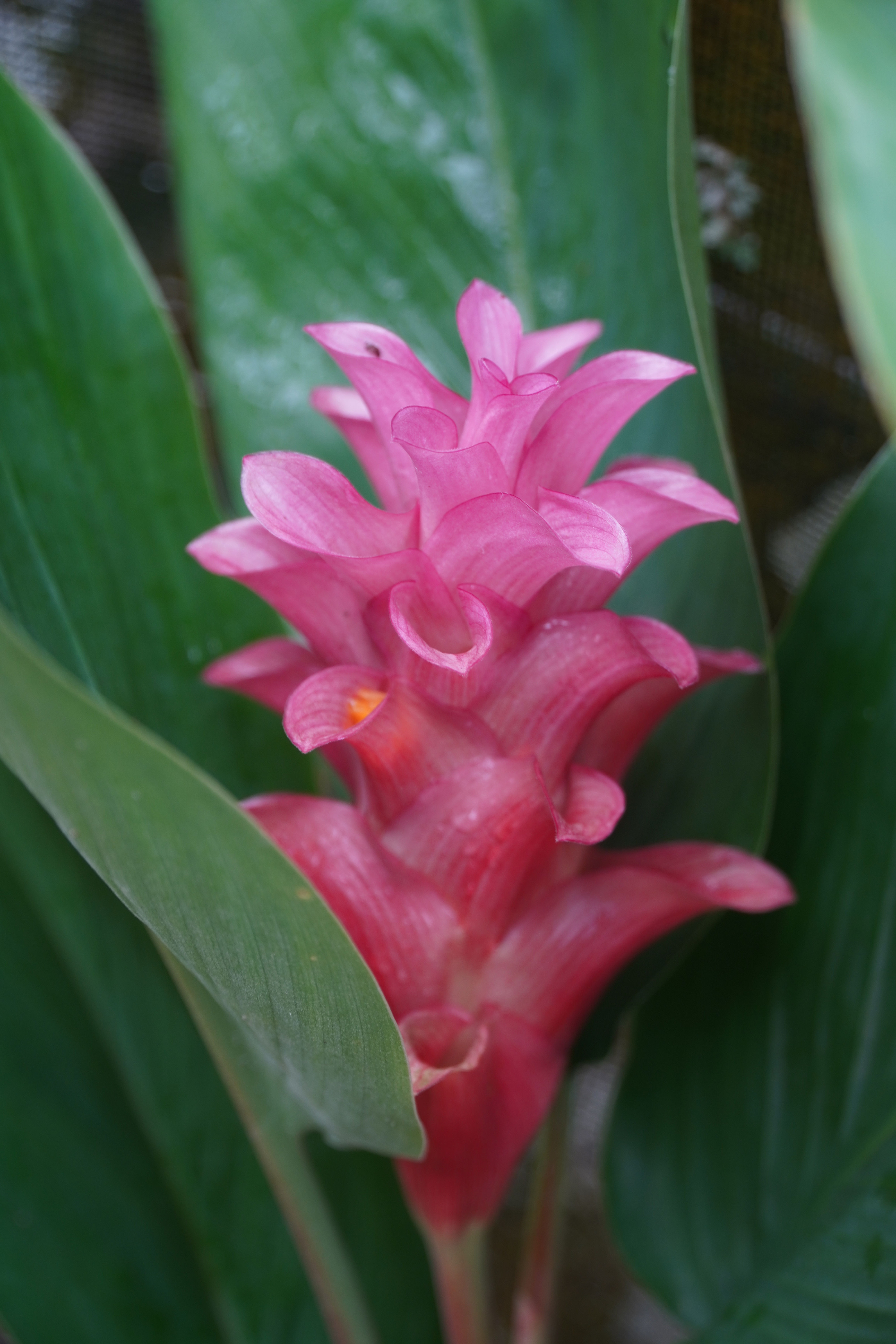 Curcuma hybrid Chaidee ‘Coral’