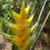 Miniatura: Heliconia caribaea 'Yellow'