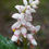 Thumbnail: Alpinia sp. 'Mega Shell'
