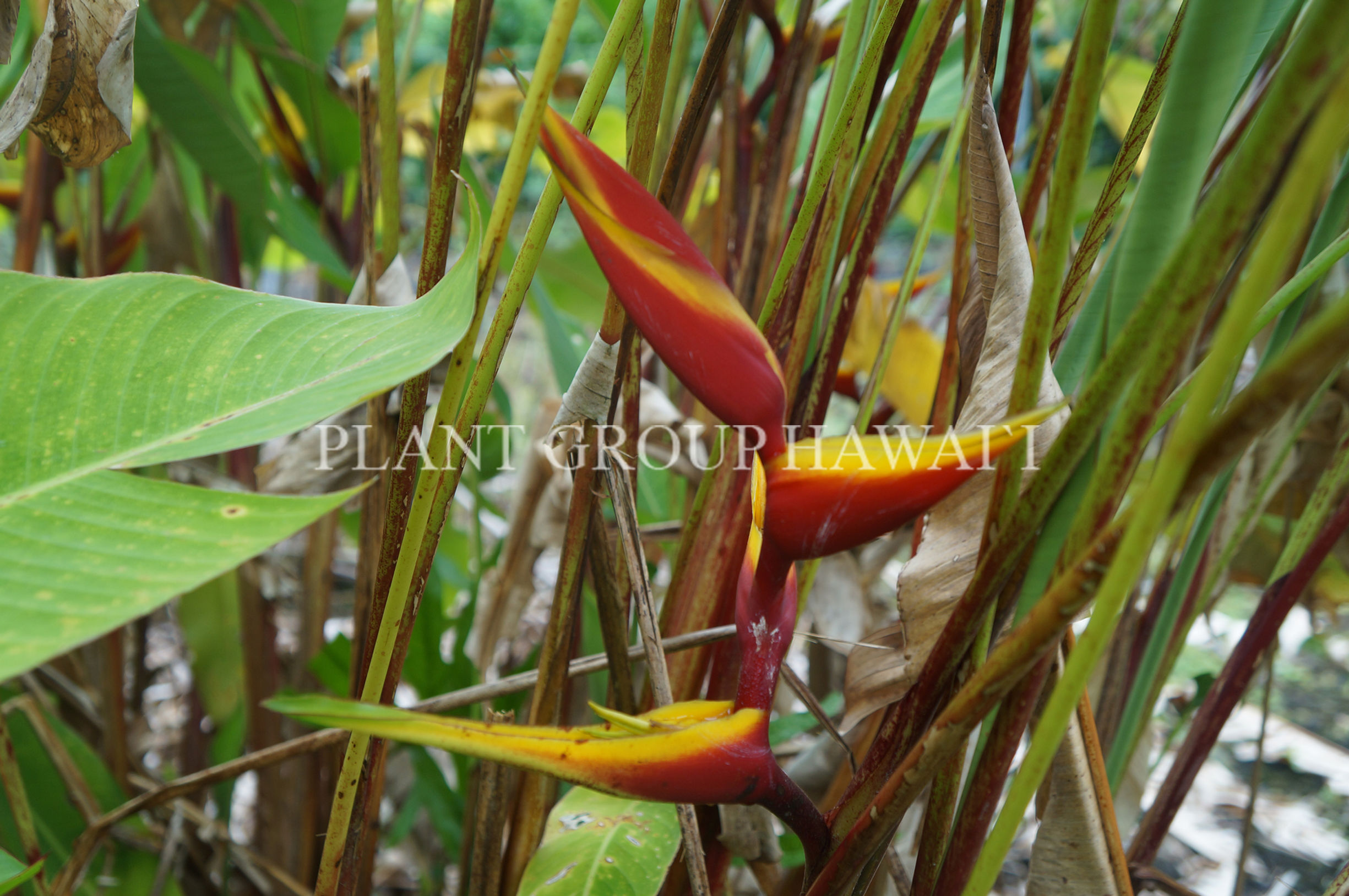 Heliconia spathocircirnata x bihai 'Cinnamon Twist'
