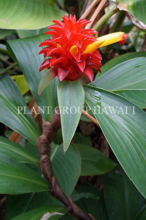 Miniatura: Costus productus ‘Ruby Chalise’