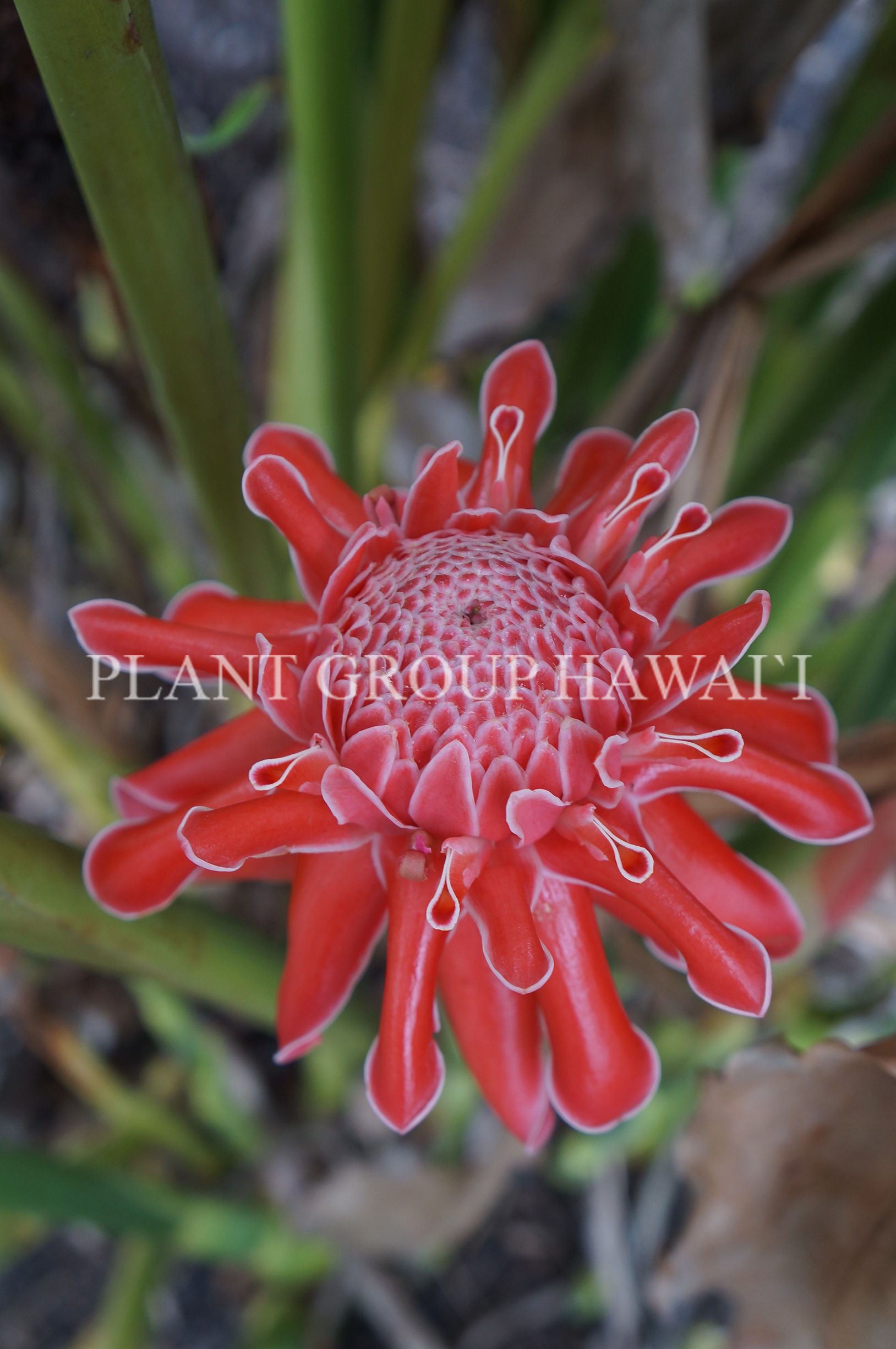 Etlingera elatior 'Dala'