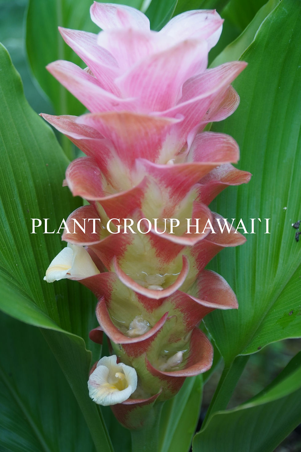 Thumbnail: Curcuma hybrid 'Maejo Old Rose'