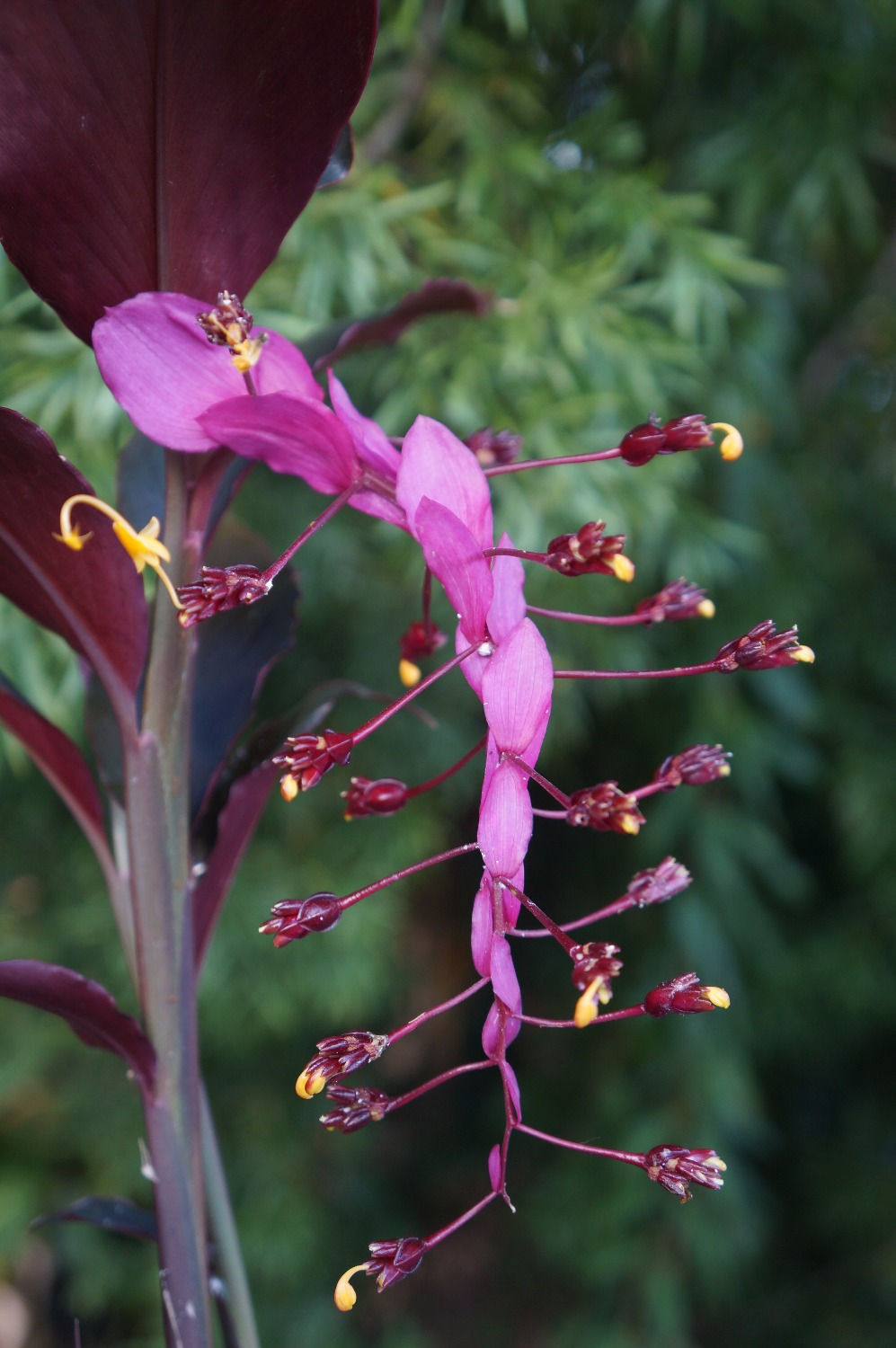 Globba winitii 'Ruby Queen'