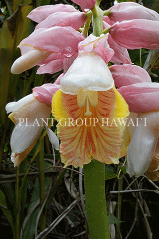 Miniatura: Alpinia hainanensis 'Pink Perfection'