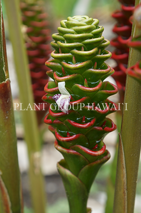 Thumbnail: Zingiber neglectum 'Jewel Pagoda'