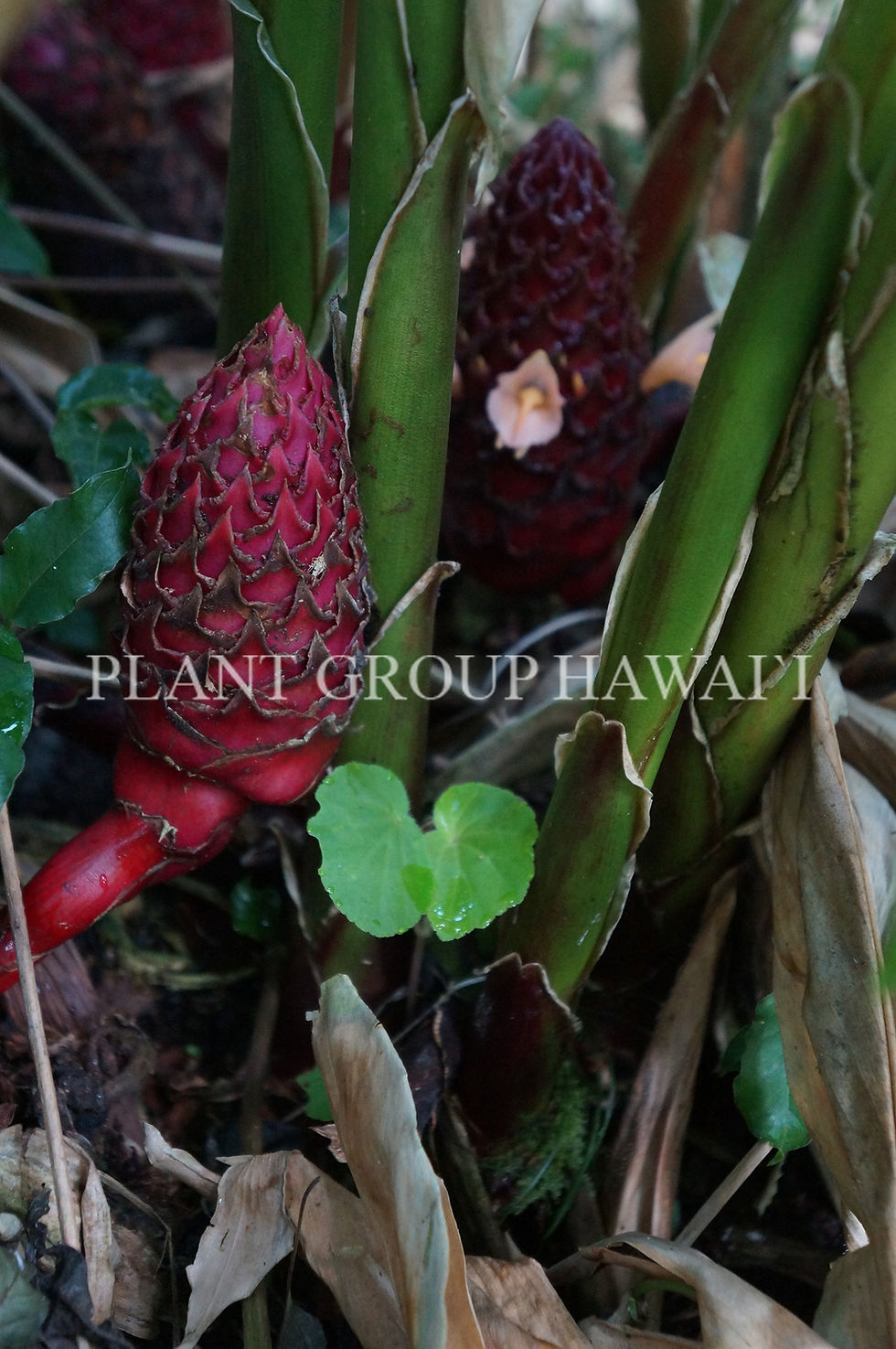 Miniatura: Zingiber longpedunculata 'Red Neck Ginger'