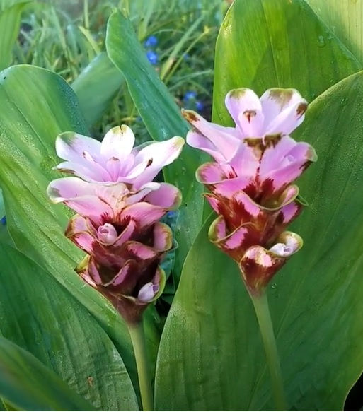 Thumbnail: Curcuma hybrid 'DT-602'