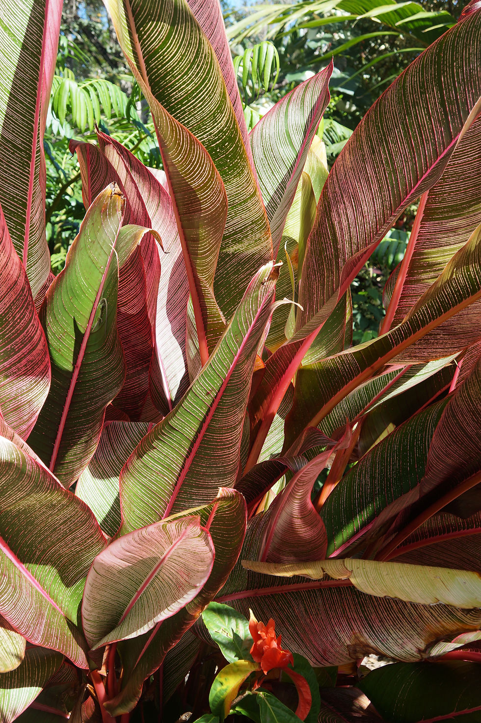 Miniatura: Heliconia indica 'Spectabilis'