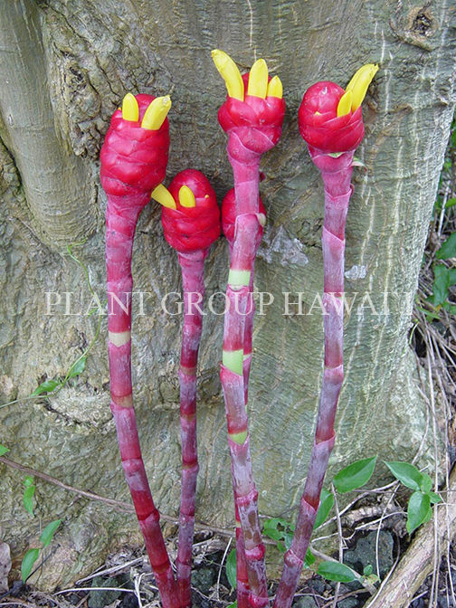 Miniatura: Costus vargasii 'Raspberry Yogurt'